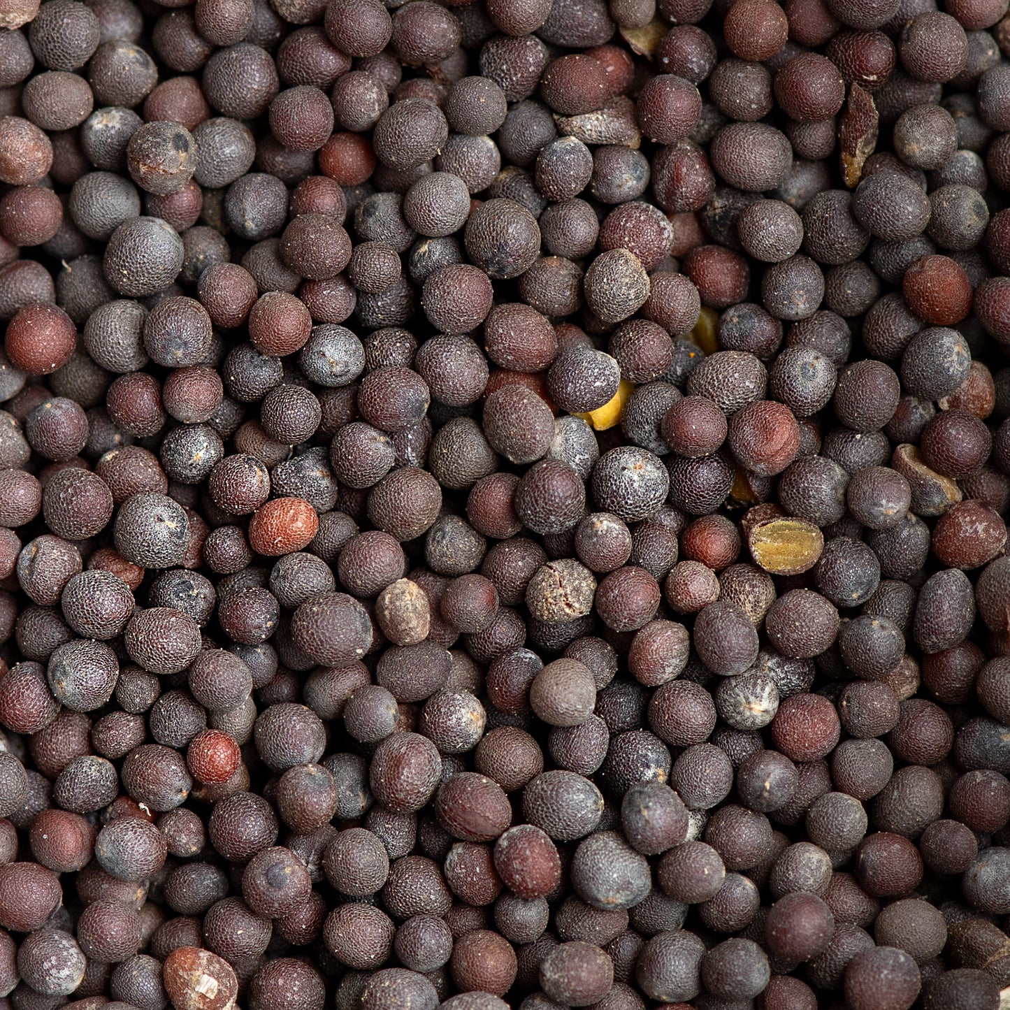 Black Mustard Oil