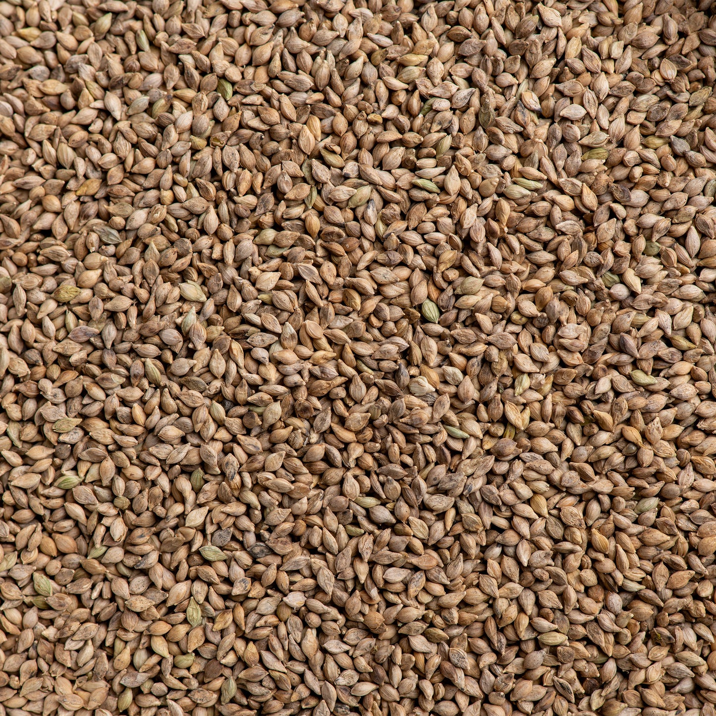 Brown Top Whole Millet