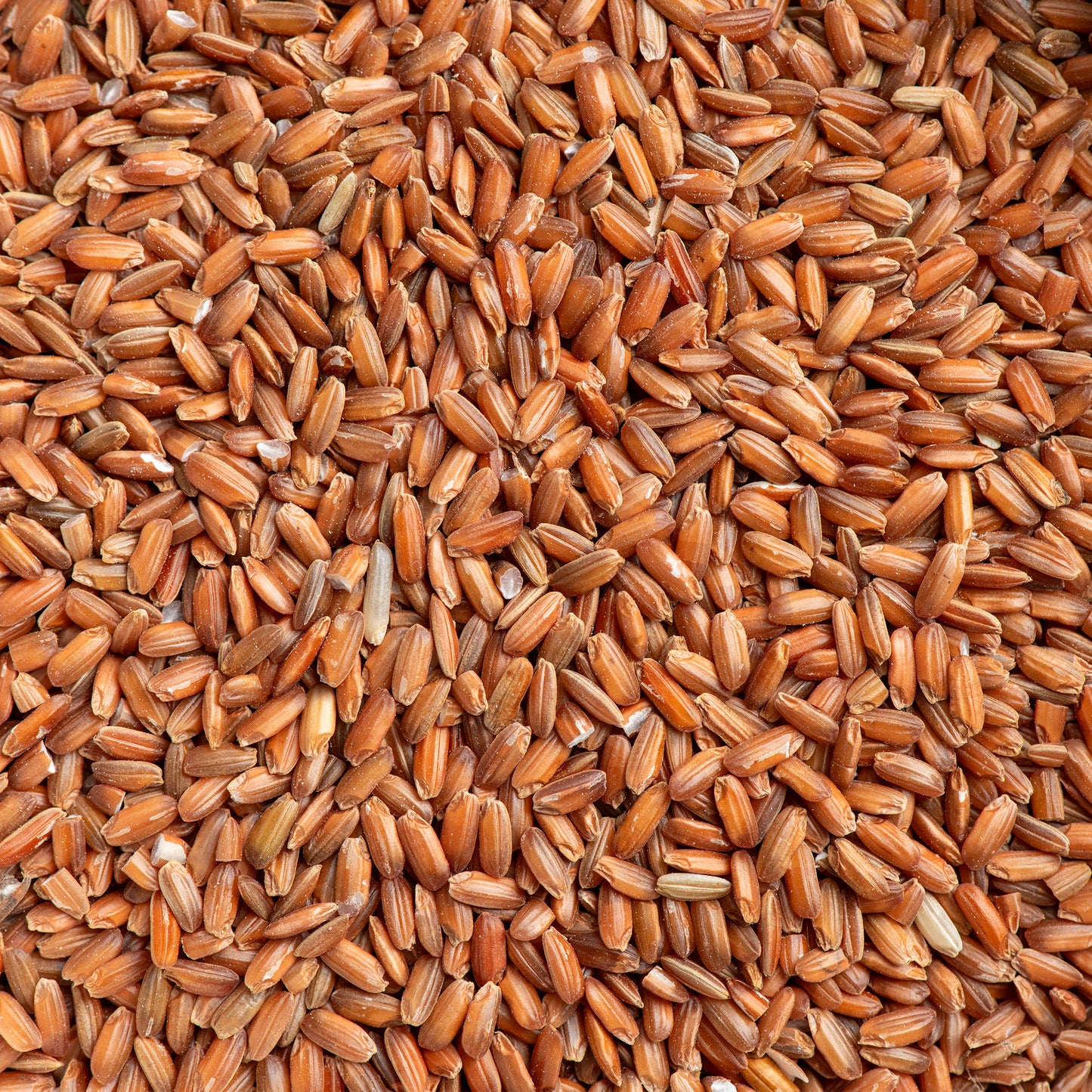 Red Matha Rice