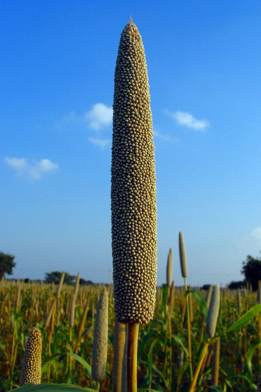 Bajra Dalia (Pearl Millet)